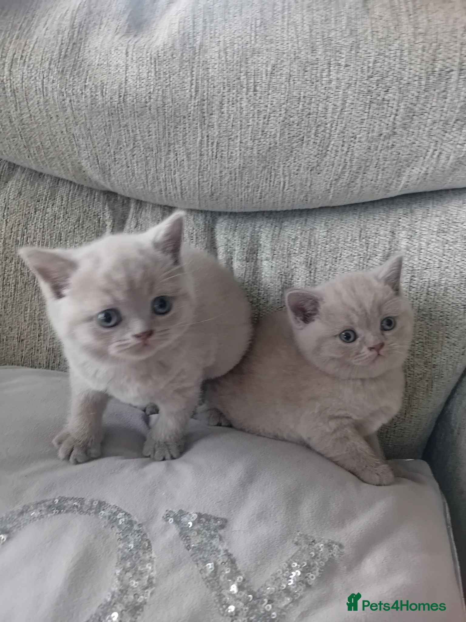 British Shorthair cats lilac british shorthair kittens - Advert 1