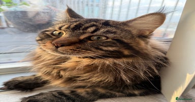 Maine Coon cats - Advert 13
