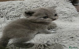 British Shorthair cats for sale: Beautiful BSH Kittens  - Advert 14