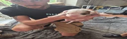 Boxer dogs for sale: Beautiful boxer puppies  in Blackwood - Advert 11