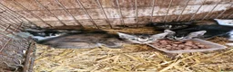 Mixed Breed cats for sale: Semi tame farm kittens  - Advert 5