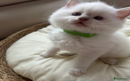 Ragdoll cats for sale: Ragdoll kittens  - Image 10