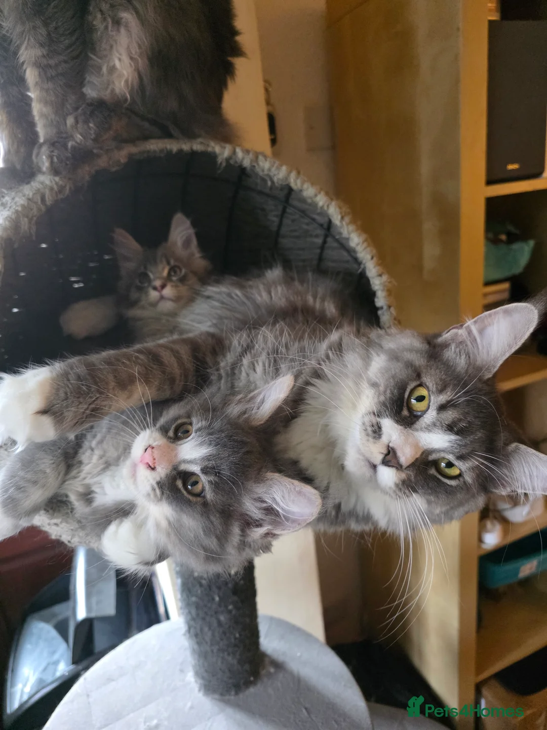 Maine Coon cats for sale: Beautiful Maine Coon Kittens 3 boys/ 2 girl  - Advert 15