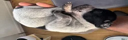 Mixed Breed dogs for sale: 2 loving male puppies available  in Newton Abbot - Advert 5
