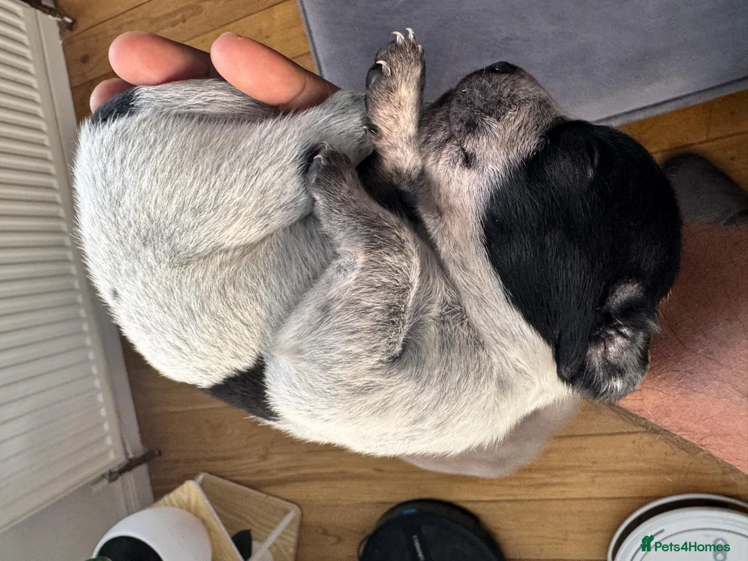 Mixed Breed dogs for sale: 2 loving male puppies available  in Newton Abbot - Advert 5