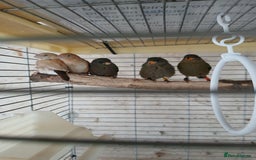 Finches birds for sale:  Finches=Red throated parrotfinchs  - Image 7