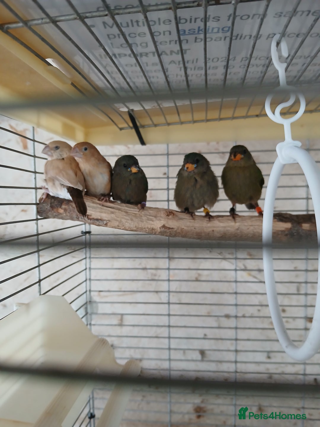 Finches birds for sale:  Finches=Red throated parrotfinchs  - Image 7