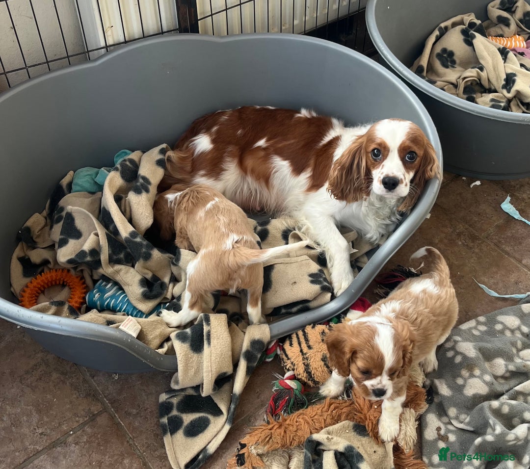 Cavalier King Charles Spaniel dogs for sale: Stunning cavalier King Charles boys - Advert 6