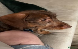 Dachshund dogs for sale: Wirehaired dachshund for sale - Image 1