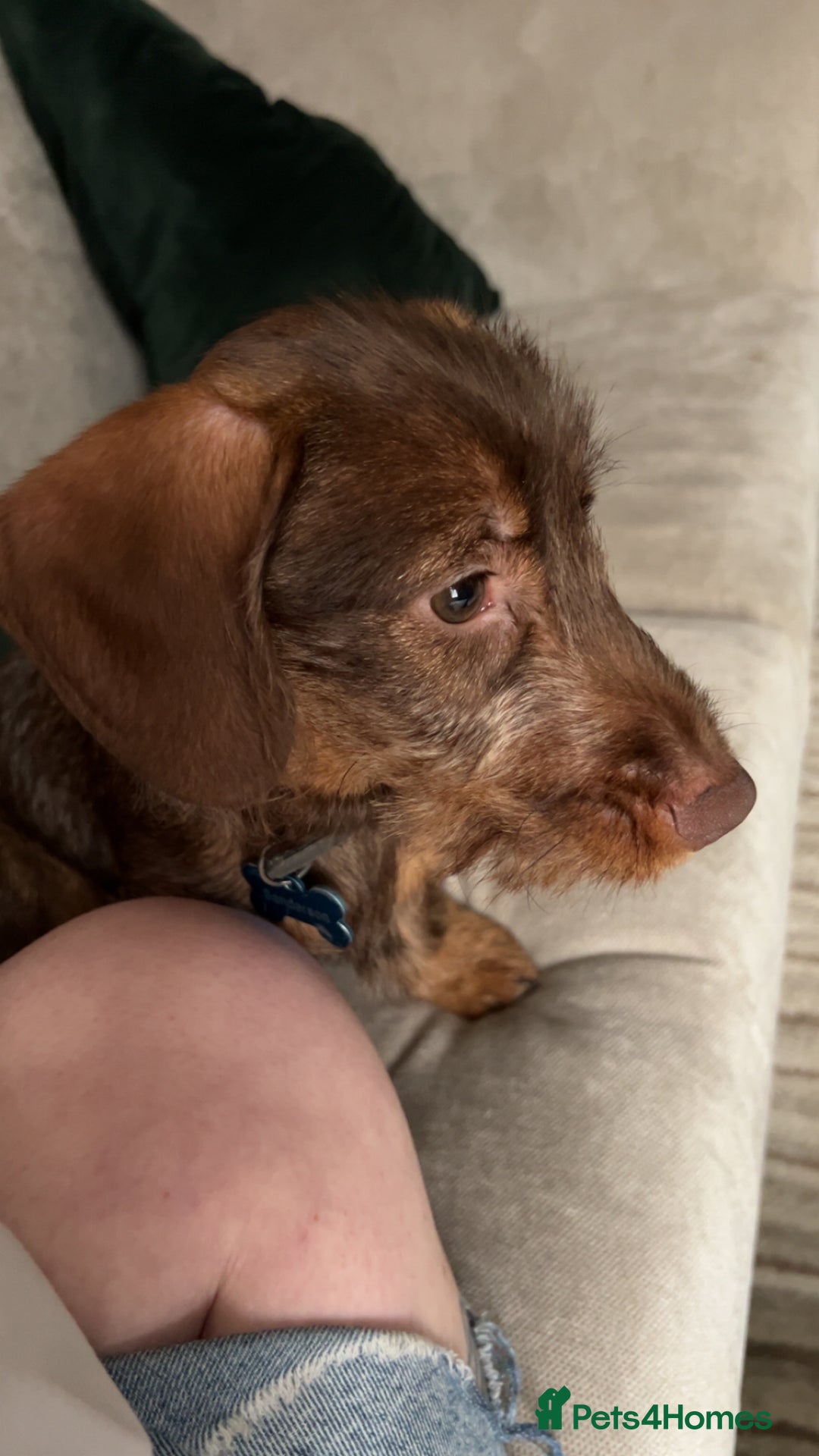 Dachshund dogs for sale: Wirehaired dachshund for sale - Image 1
