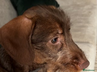 Dachshund dogs for sale - Advert 1