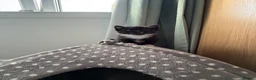 British Shorthair cats for sale: 2 beautiful kittens - Advert 8