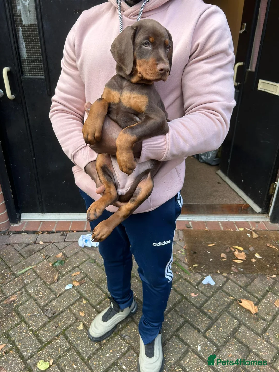 Dobermann dogs for stud: Proven Euro Doberman Stud in London - Advert 12