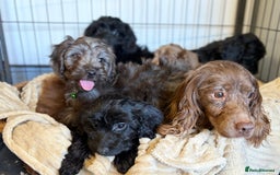 Cockapoo dogs for sale: Stunning Cockerpoo Puppies - Image 16
