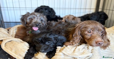 Cockapoo dogs - Advert 4