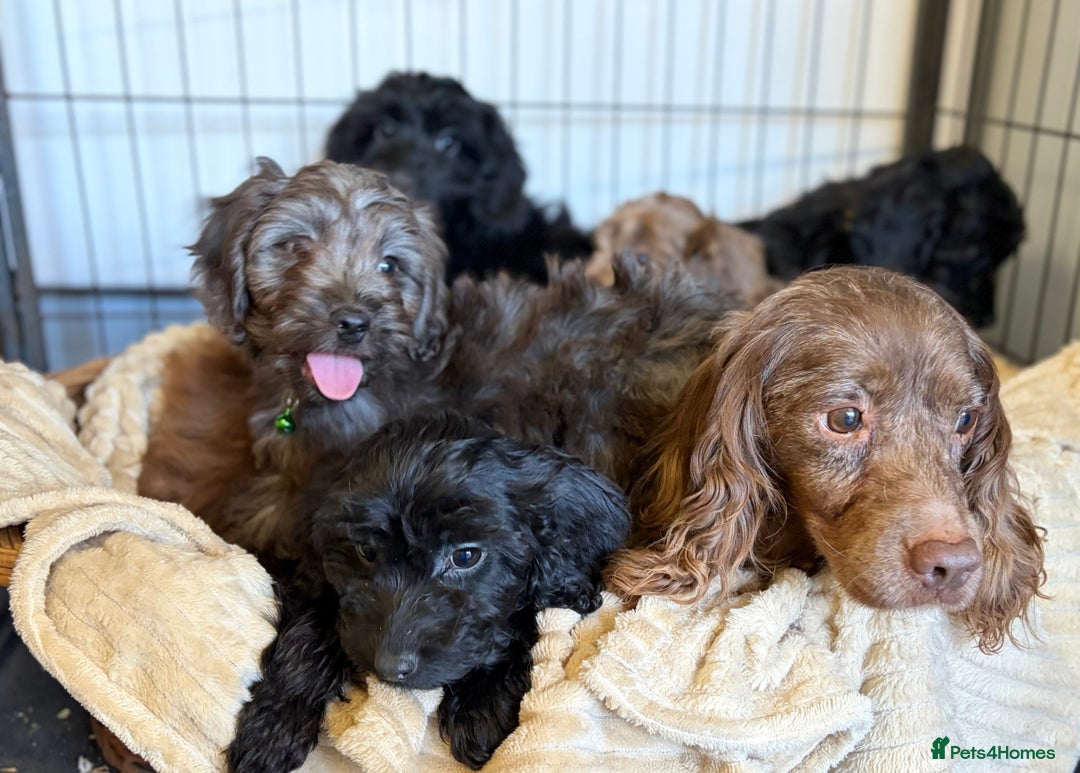 Cockapoo dogs for sale: Stunning Cockerpoo Puppies - Image 16