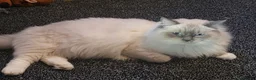 Ragdoll cats for sale: Beautiful Healthy Ragdolls  - Advert 10