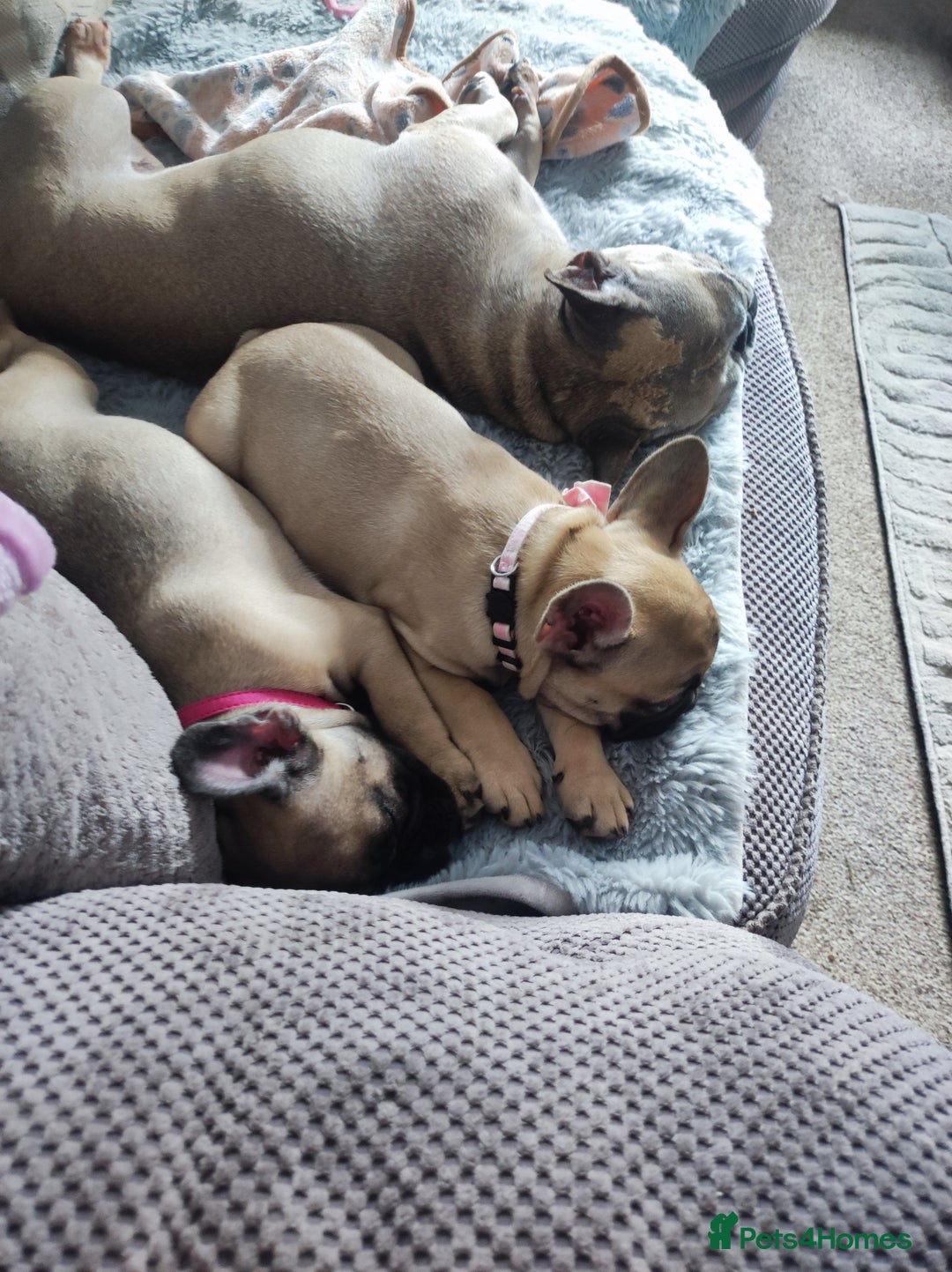 French Bulldog dogs for sale: French bulldog puppy  - Image 23