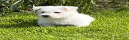 West Highland Terrier dogs for sale: Adorable west highland terrier puppies  - Advert 5