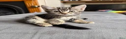 Abyssinian cats for sale: Absynnian tabby mix kittens 1 boy and 1 girl left in Margate - Advert 10