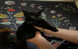 Domestic Shorthair cats for sale: 13 week old female kitten - Image 5