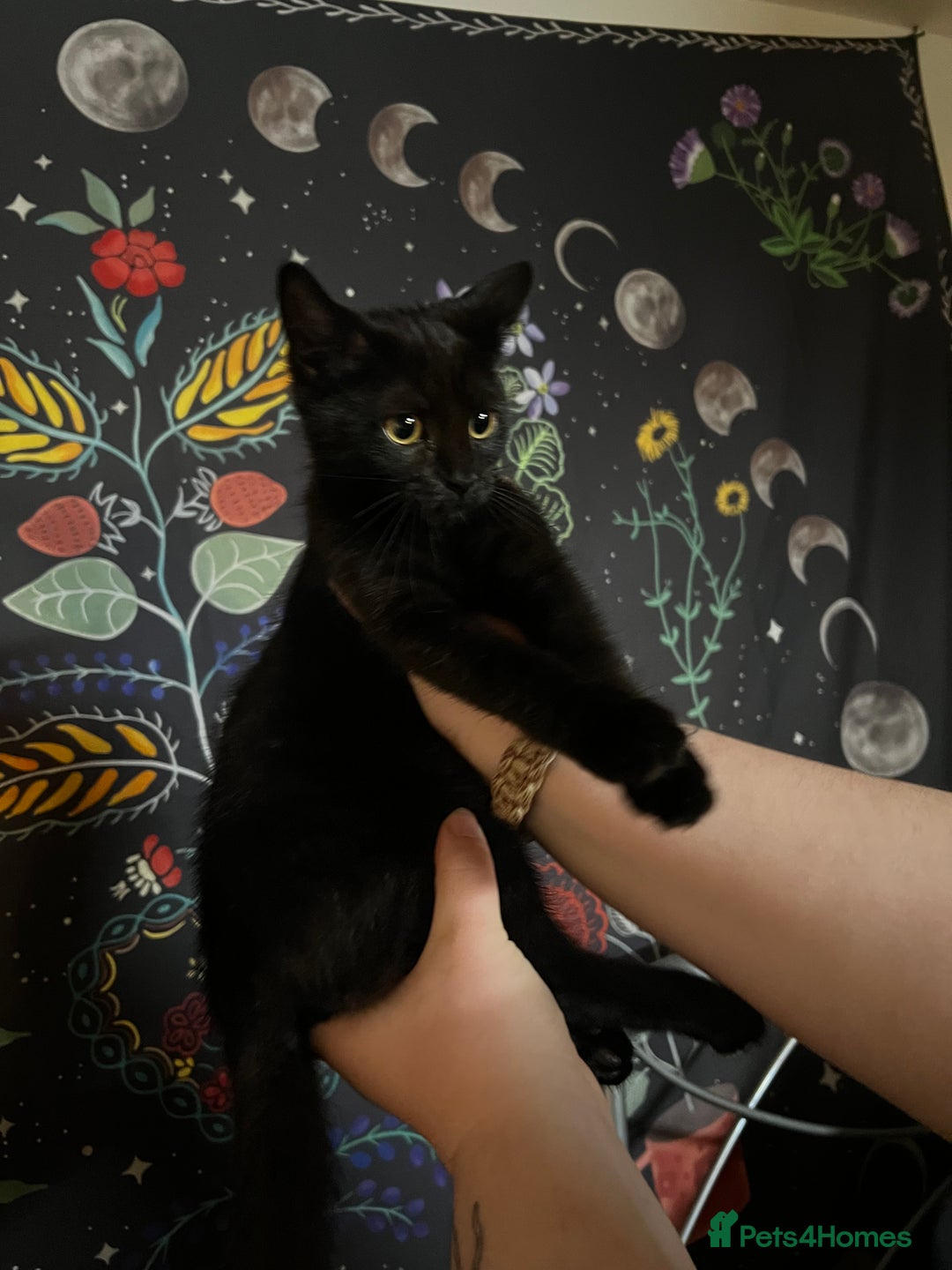 Domestic Shorthair cats for sale: 13 week old female kitten - Image 5