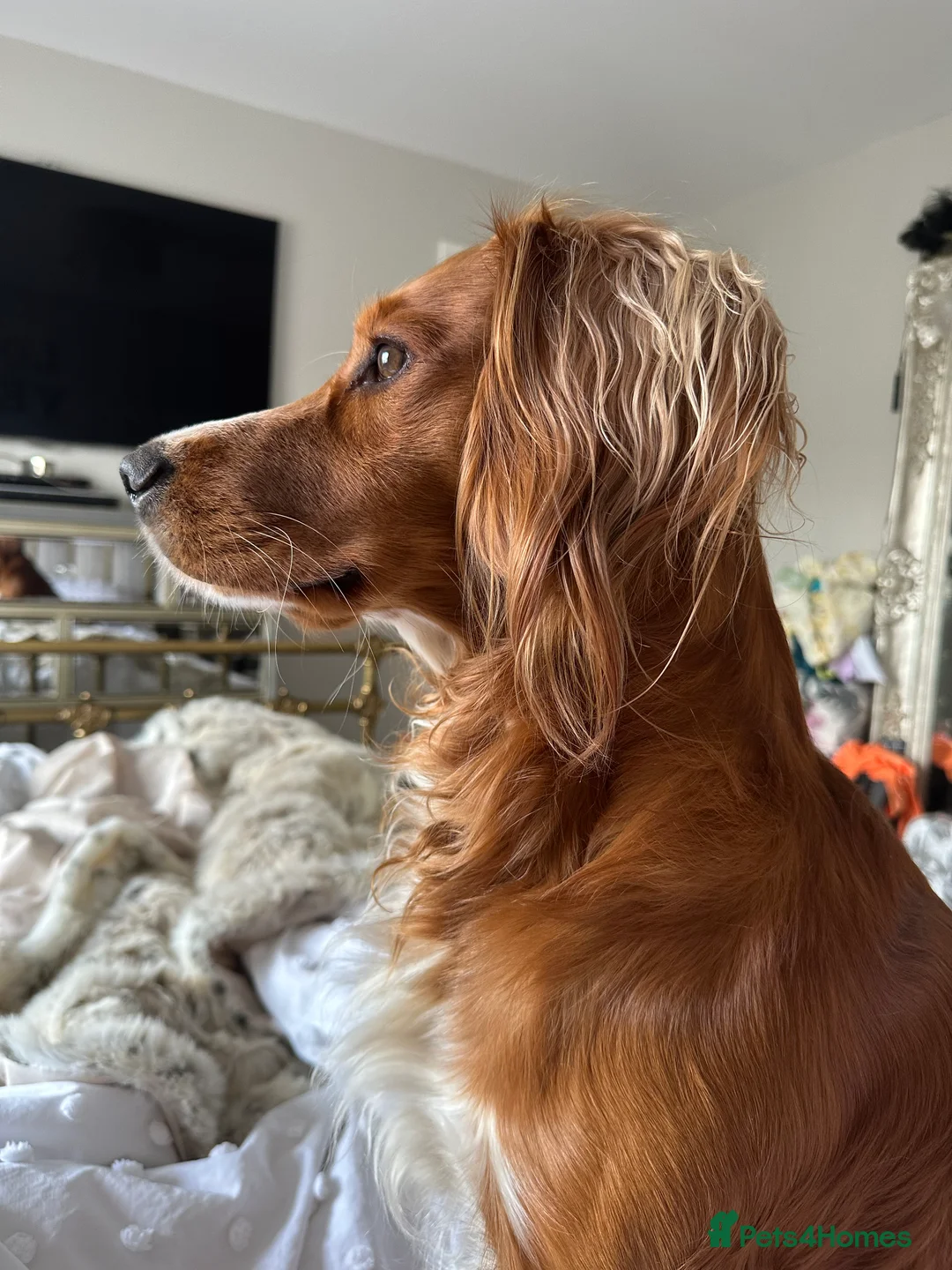 Cocker Spaniel dogs for stud: K.C Deep Red Working Cocker Proven Stud in Cramlington - Advert 12