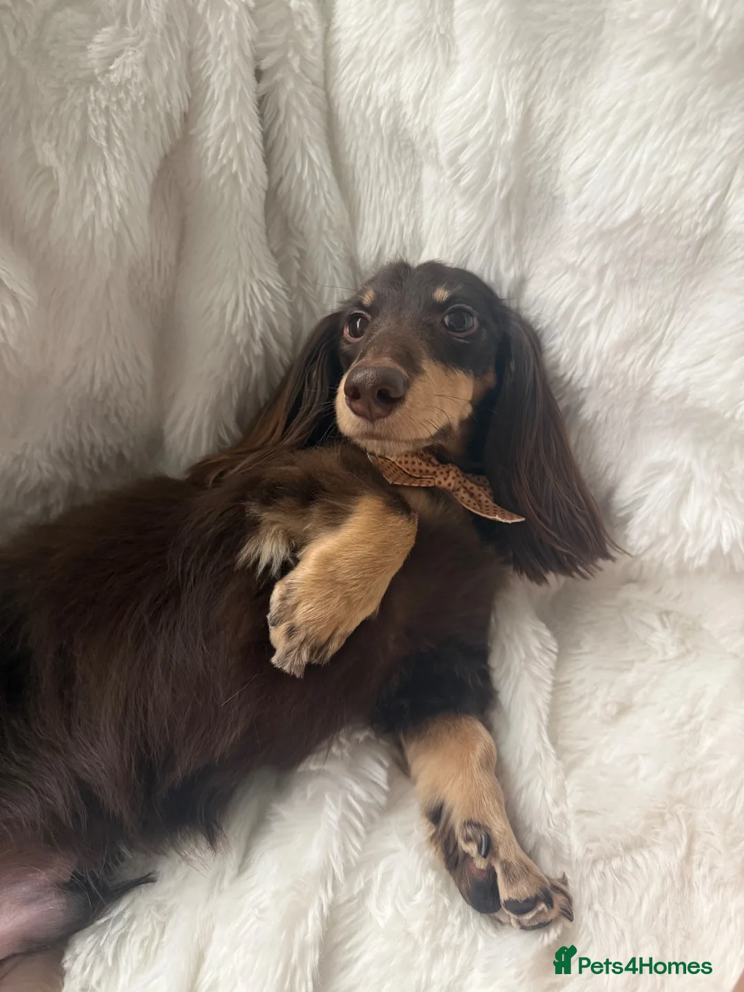 Miniature Dachshund dogs for stud: Miniature Dacshund Stud  - Advert 2