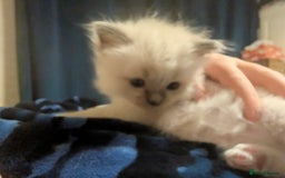 Ragdoll cats for sale: Adorable, fluffy, blue eyed kittens for sale  - Image 4