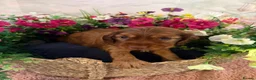 Mixed Breed dogs for sale: F1BB ENGLISH SHOW TYPE COCKERPOOS in Waterlooville - Advert 8