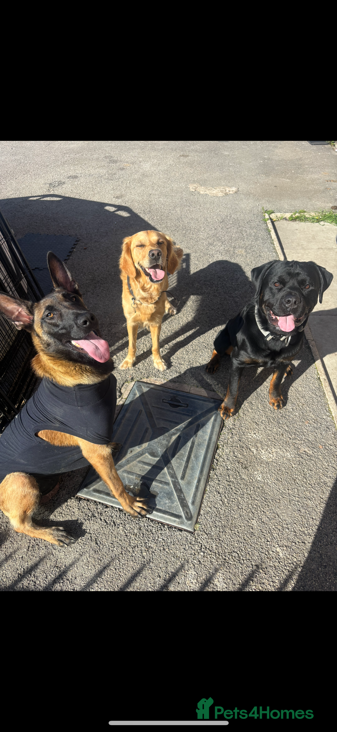 Belgian Shepherd Dog dogs for sale: Belgian malinois female 18-20moths old  - Advert 3