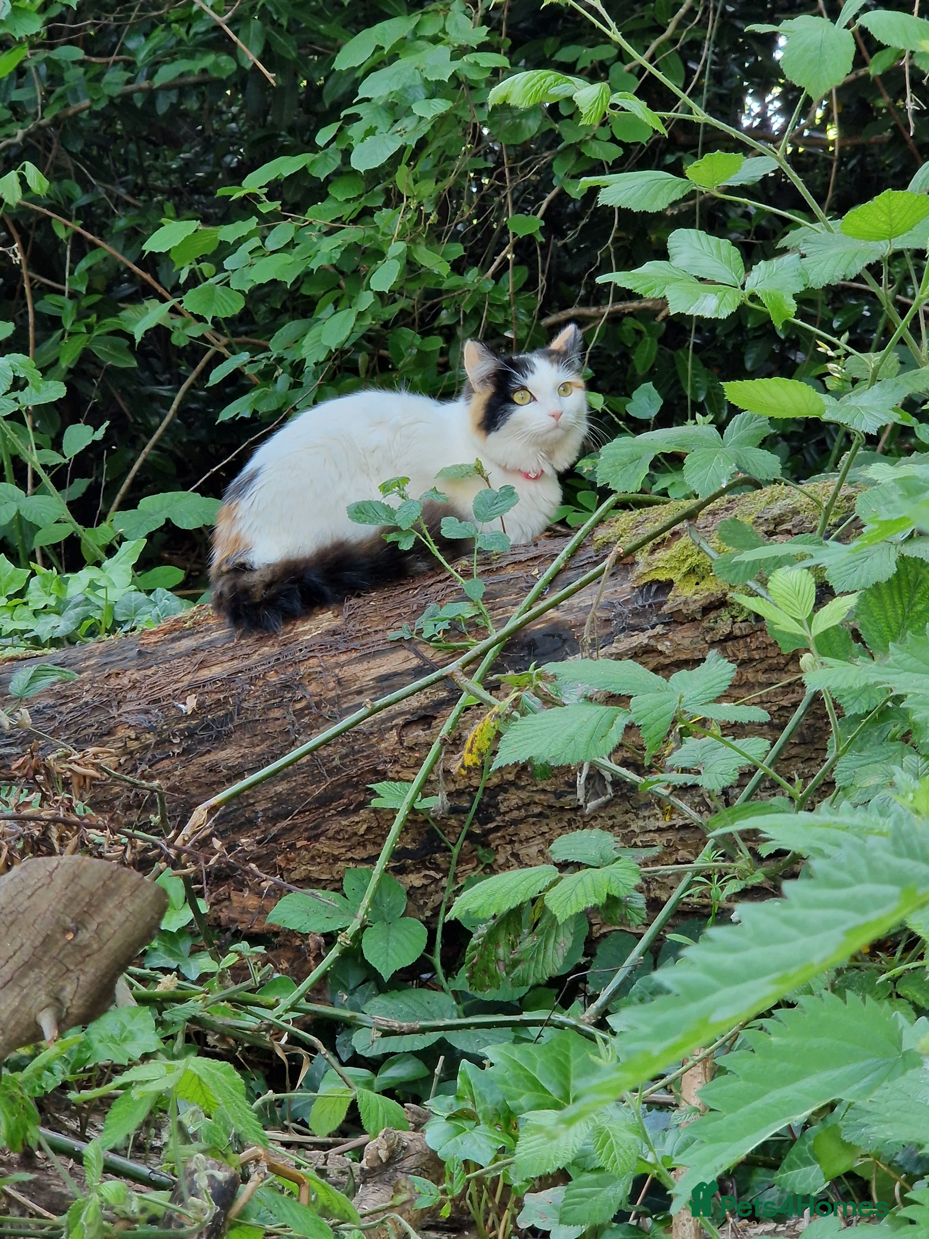 British Longhair cats Female adult cat - Advert 6