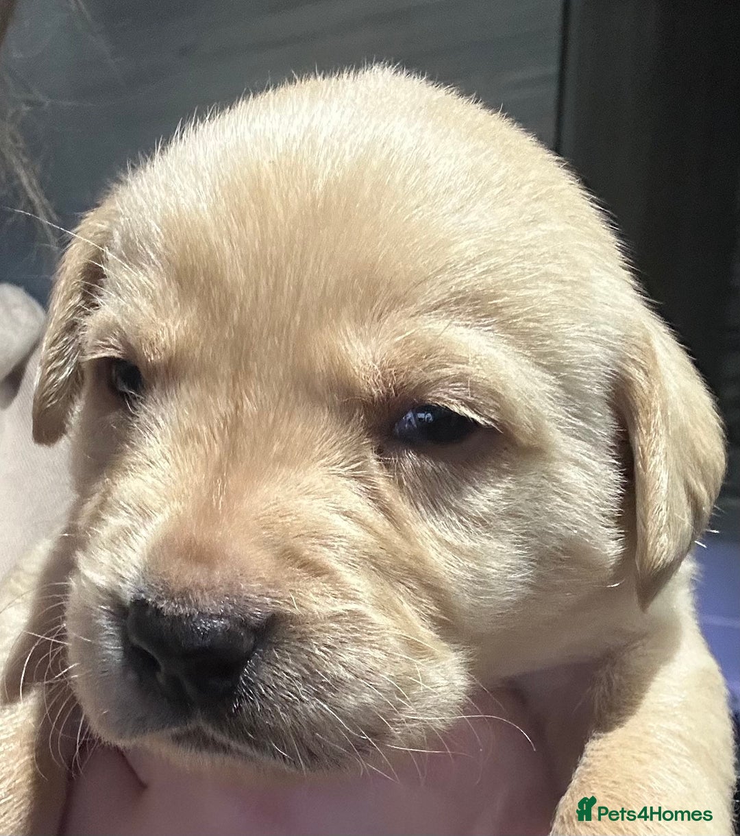 Labrador Retriever dogs for sale: Labrador - Advert 8