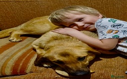 German Shepherd dogs for adoption: Sheila’s Story: Left Alone, Still Waiting for Love - Image 6