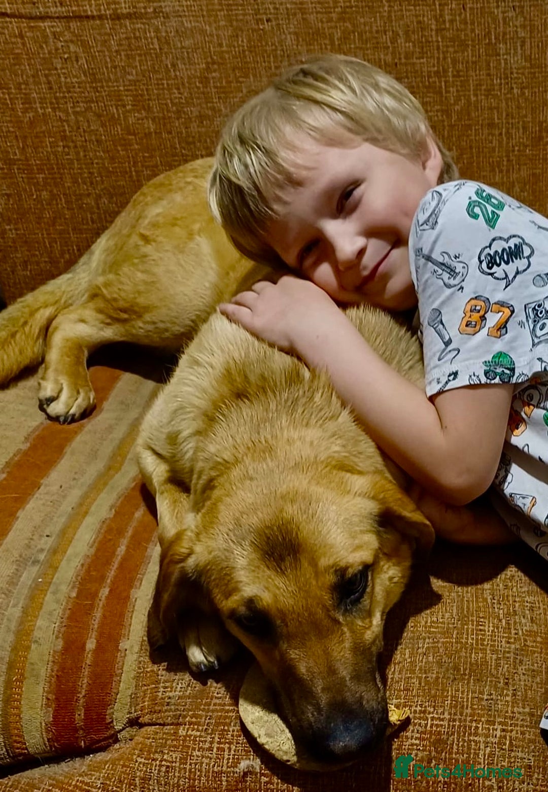 German Shepherd dogs for adoption: Sheila’s Story: Left Alone, Still Waiting for Love - Image 6