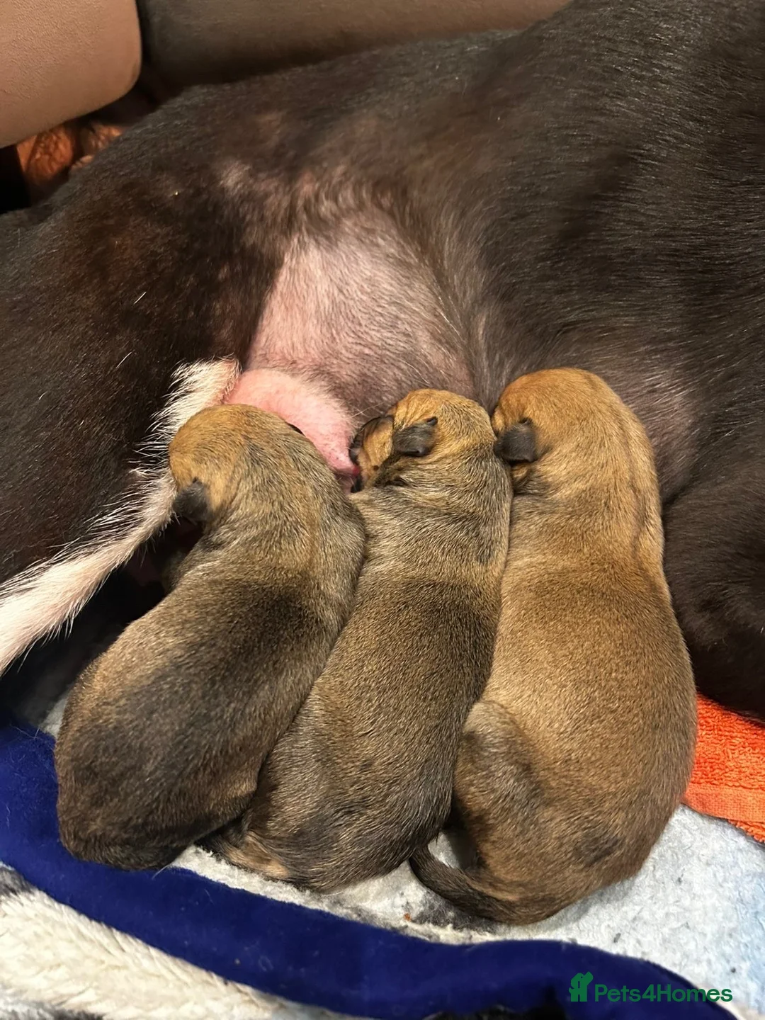 Lurcher dogs for sale: 3 beautiful lurcher pups  in Bacup - Advert 9