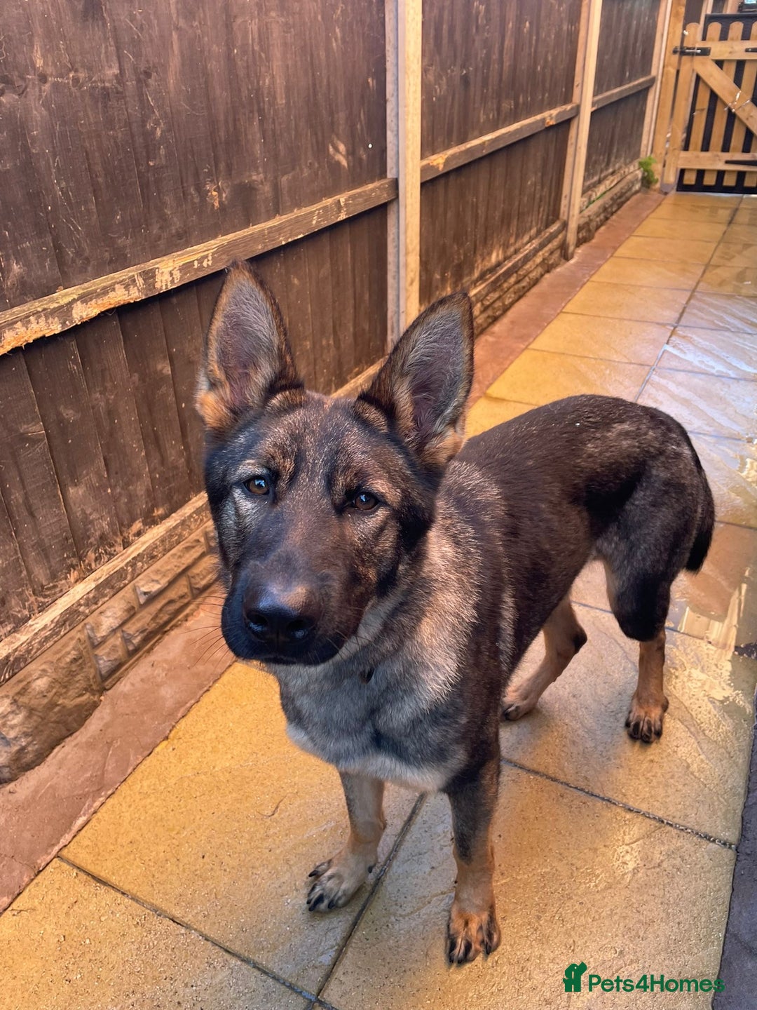 German Shepherd dogs for sale: *German Shepherd – 1 Year 6 Months Old* - Advert 11