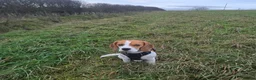 Beagle dogs for stud: Beagle for stud only - Advert 2