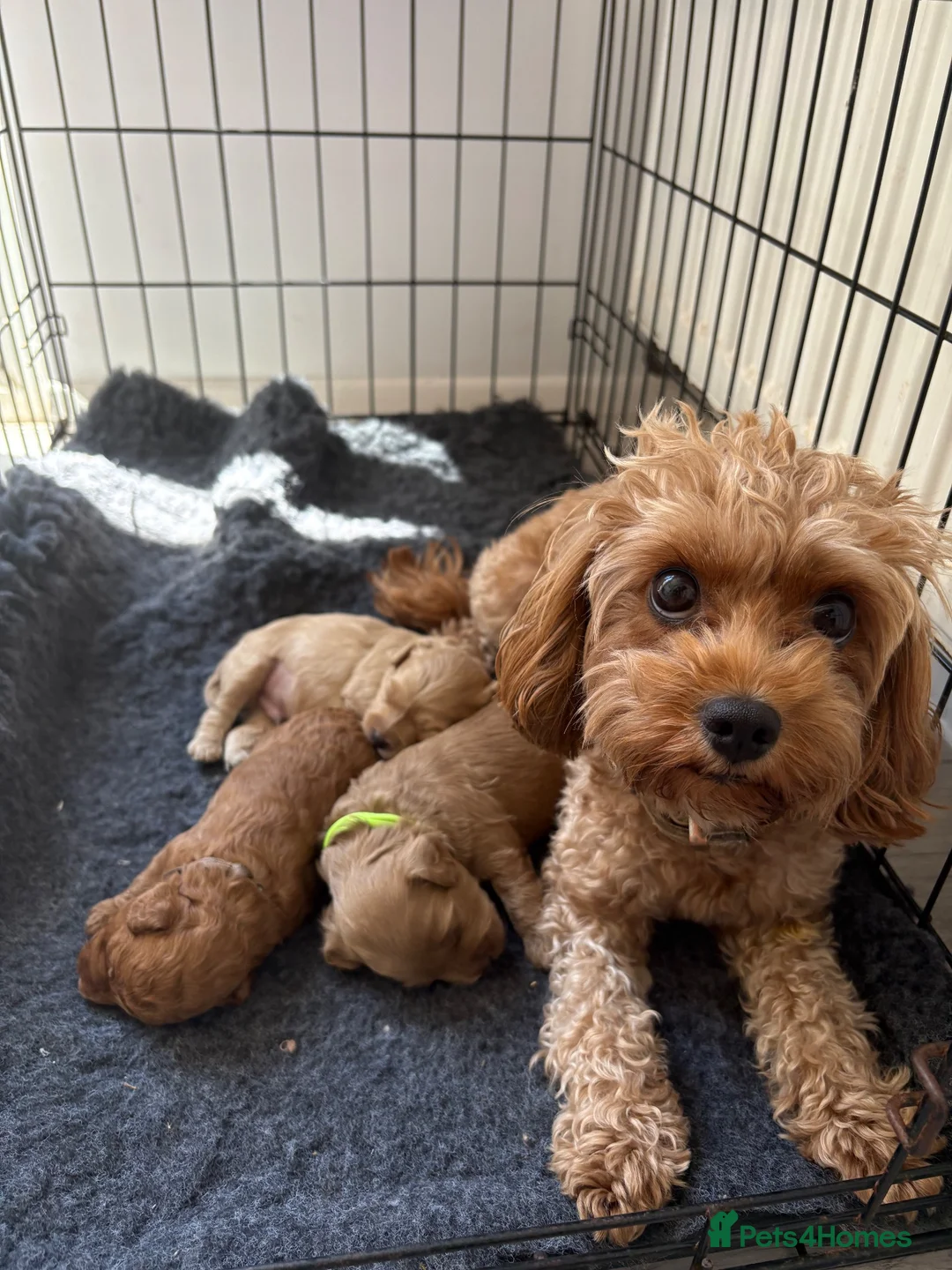 Cavapoo dogs for sale: 3 toy Cavapoos  - Advert 1