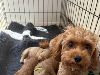 Cavapoo dogs 3 toy Cavapoos - Advert 2