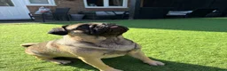 Pug dogs for sale: Nelly in Calne - Advert 3
