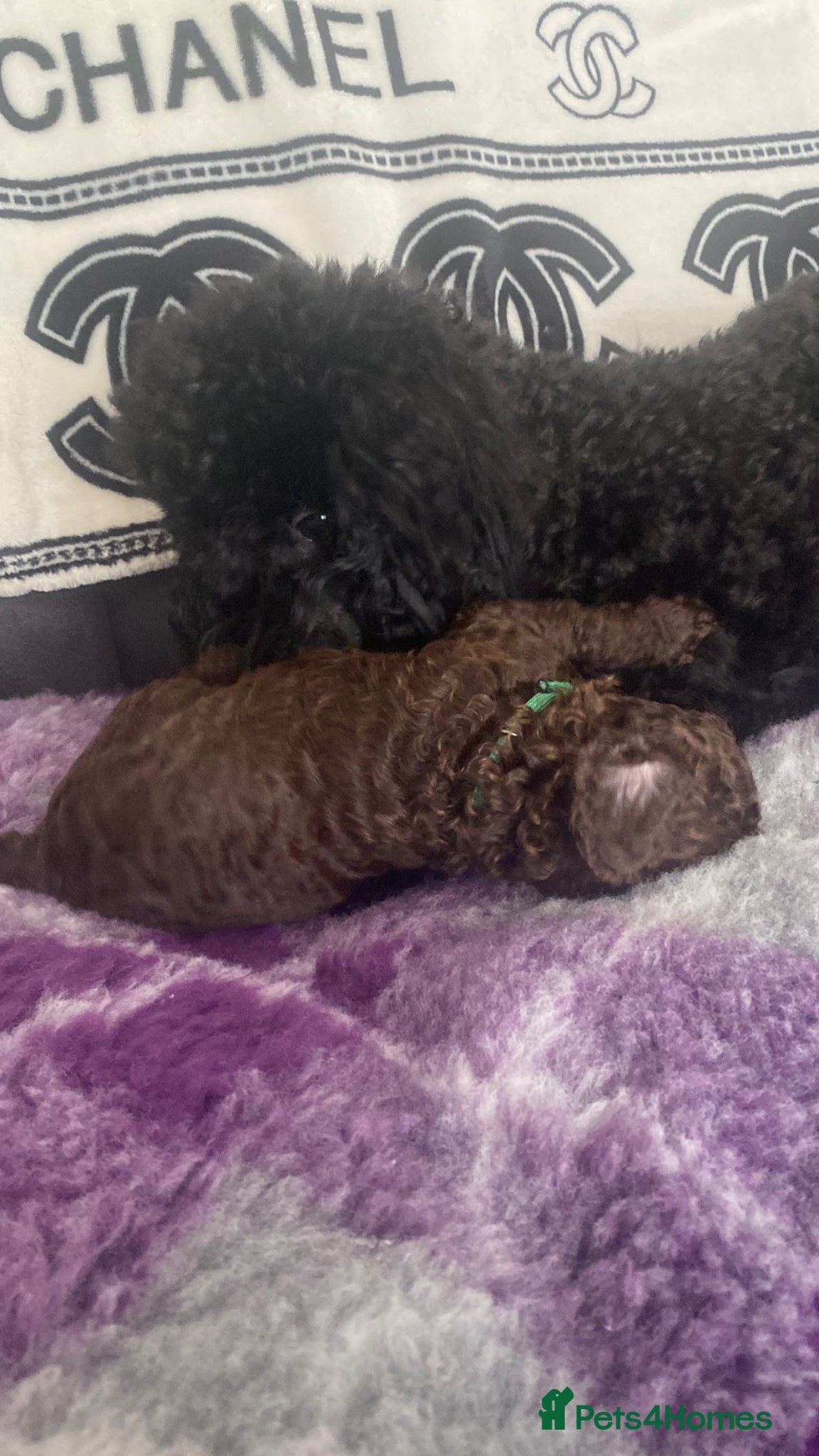 Cockapoo dogs Beautiful F1b cockapoos - Advert 2