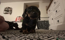Miniature Dachshund dogs for sale: Miniature Dachshunds for sale  - Image 8