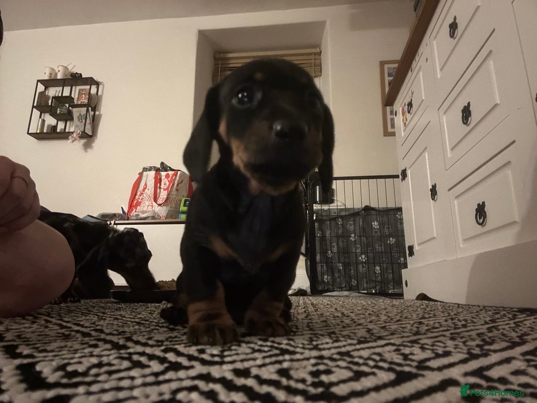 Miniature Dachshund dogs for sale: Miniature Dachshunds for sale  - Image 8