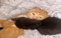 Mixed Breed cats for sale: 4x kittens for sale  - Image 3