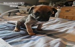 Mixed Breed dogs for sale: BEAUTIFUL LURCHER PUPPIES - Image 13