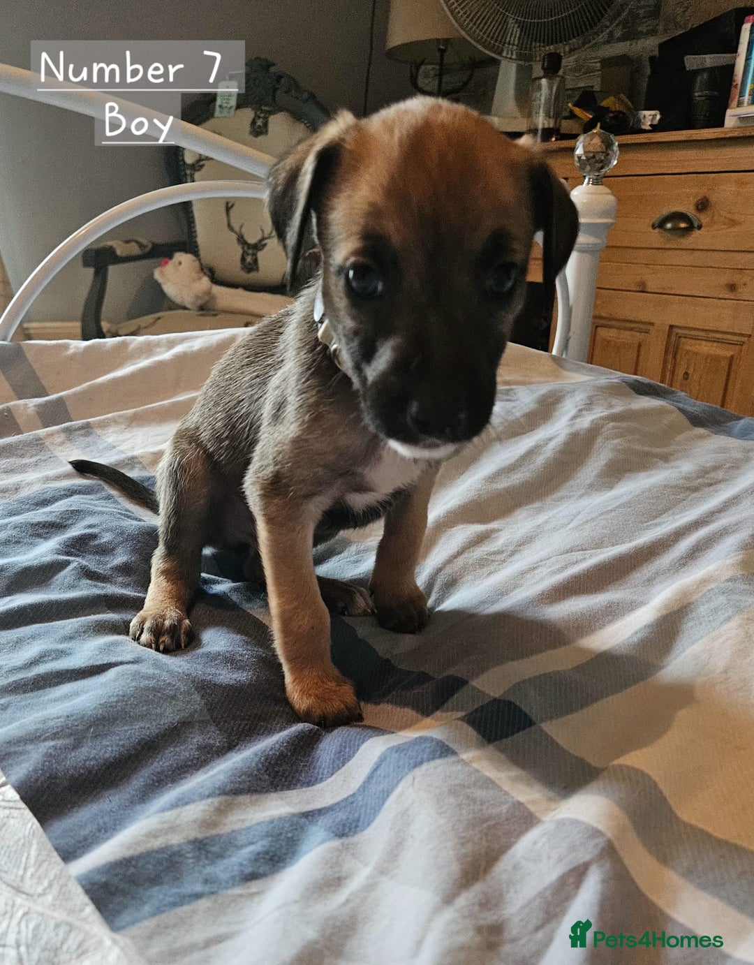 Mixed Breed dogs for sale: BEAUTIFUL LURCHER PUPPIES - Image 13