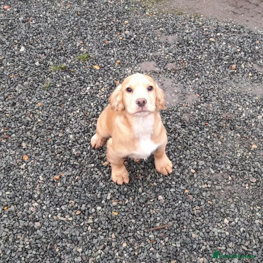 Cocker Spaniel dogs for sale: Working Cocker Spaniel - Advert 4