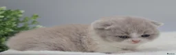 British Shorthair cats for sale: PEDIGREE REGISTERED CHUNKY BRITISH SHORTHAIRS - Advert 8