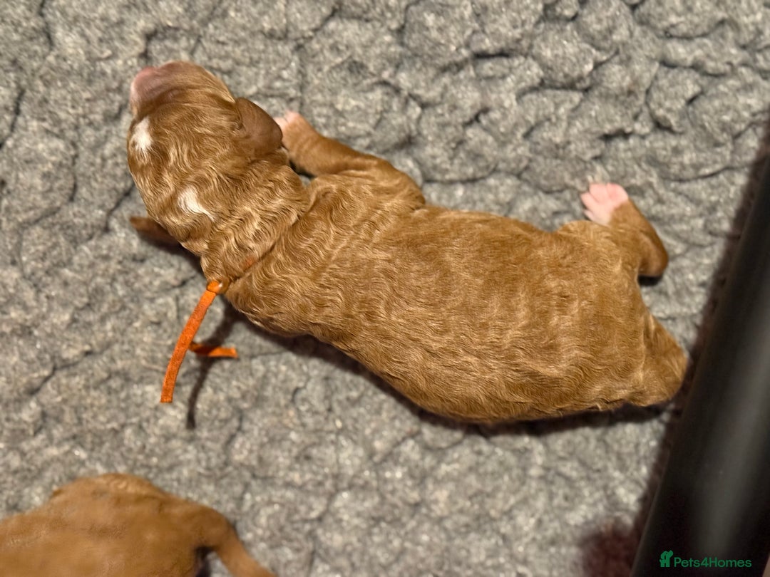 Australian Labradoodle dogs for sale: 5* Health tested Australian Labradoodles - Image 13